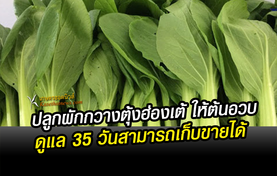  ปลูก ผักกวางตุ้งฮ่องเต้  ให้ต้นอวบงาม ดูแลง่าย 35 วัน สามารถเก็บขาย ได้