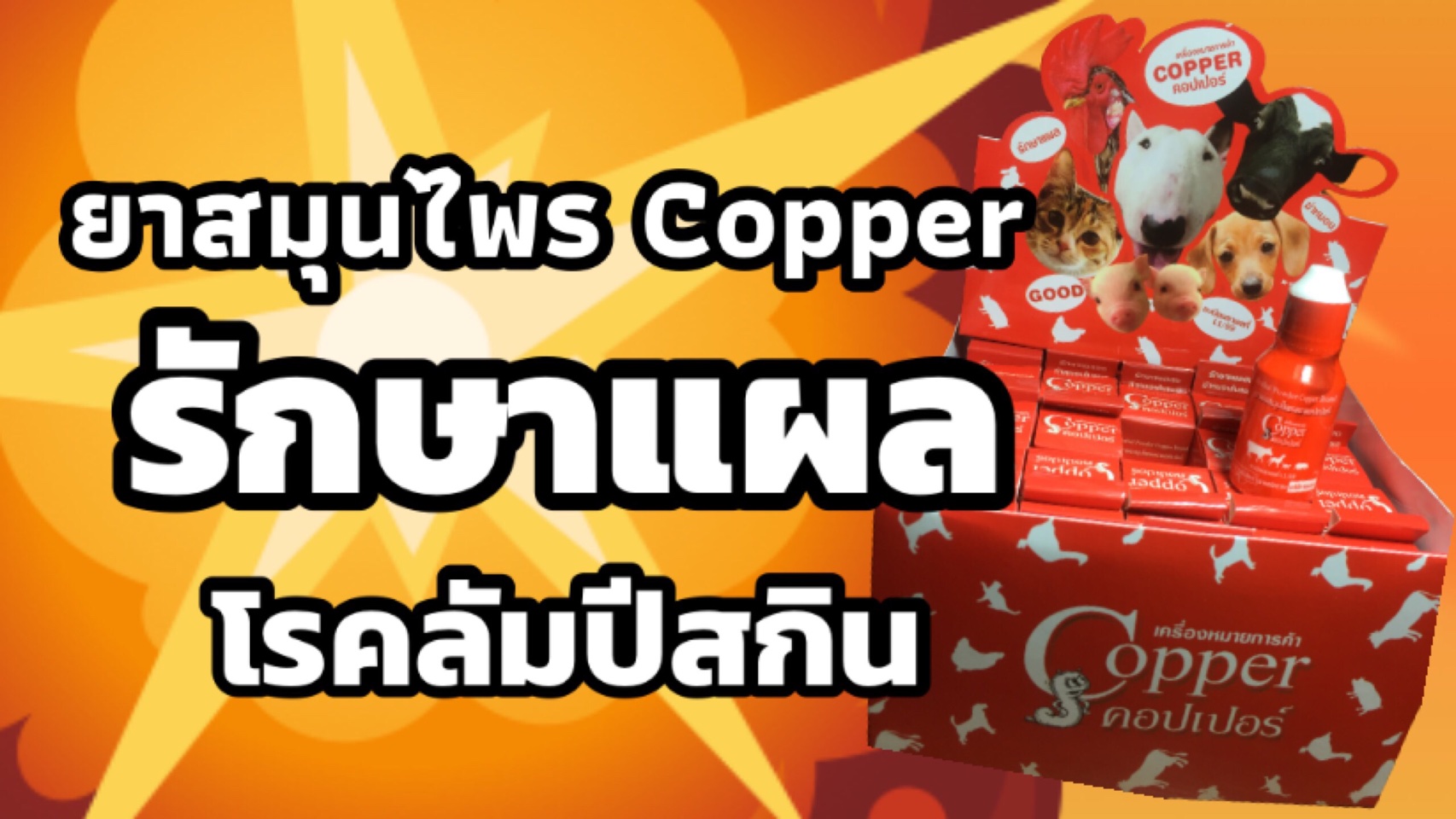 ลองของจริง! : ยาสมุนไพร Copper รักษาแผลโรคลัมปีสกิน  