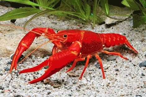 การเลี้ยงกุ้งเครฟิช ( Crayfish ) กุ้งเศรษฐกิจตัวใหม่ที่ตลาดต้องการ