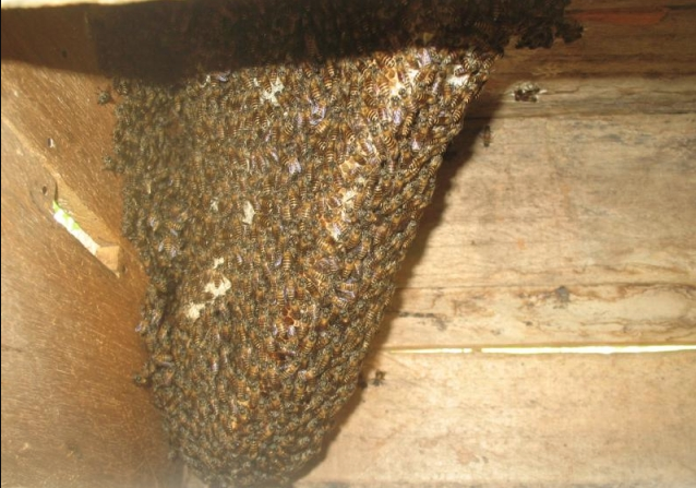 อึ้ง ผึ้งโพรง แมลงเศรษฐกิจ  สร้างตลาดเม็ดเงิน ปีละ 3.5 ล้านบาท